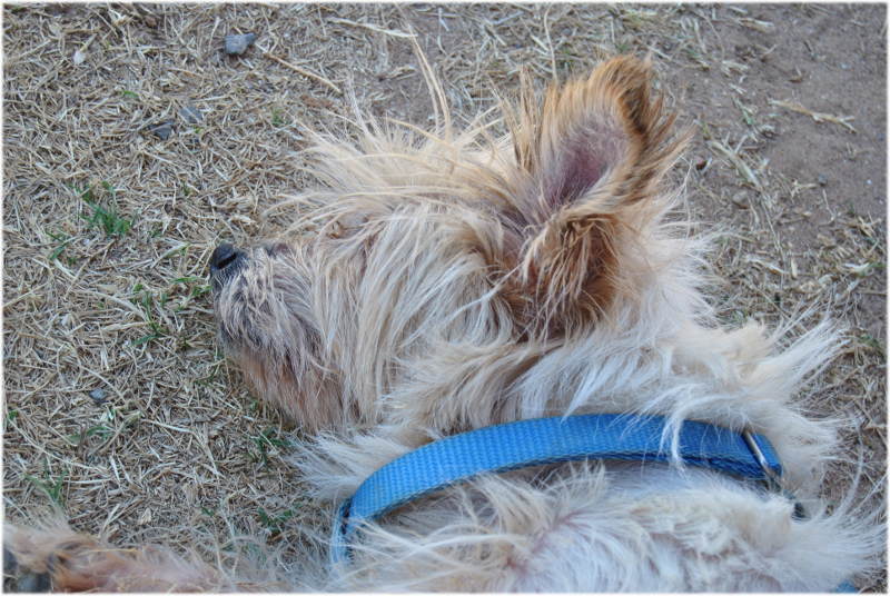 vika_asleep_brighton_sa