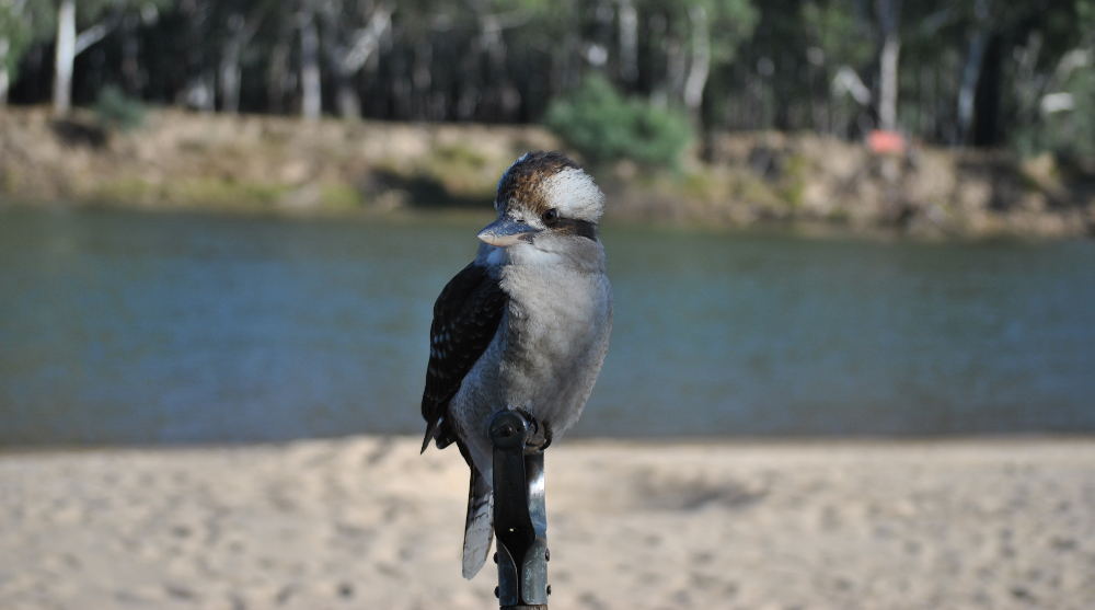 carters_beach-kookaburra