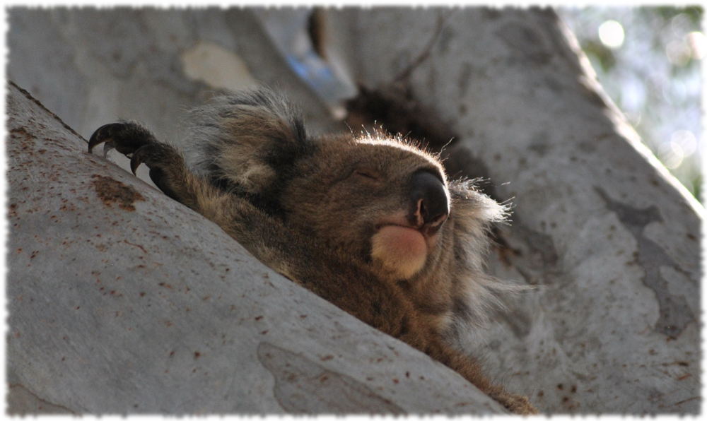 koala1