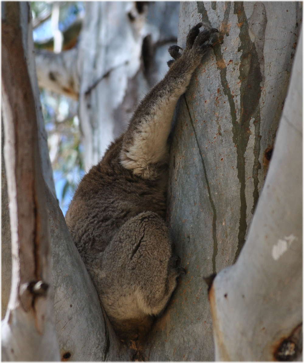 koala_carters_beach4