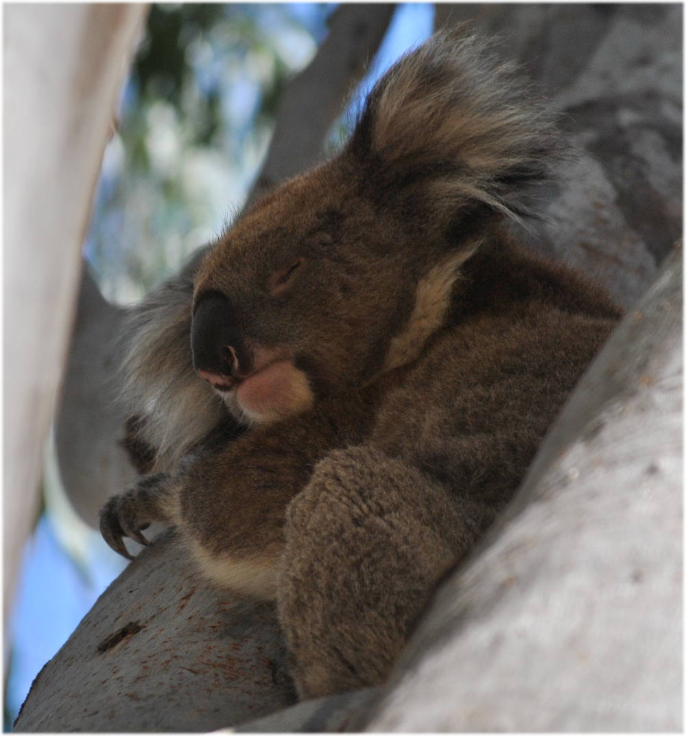 koala_carters_beach6