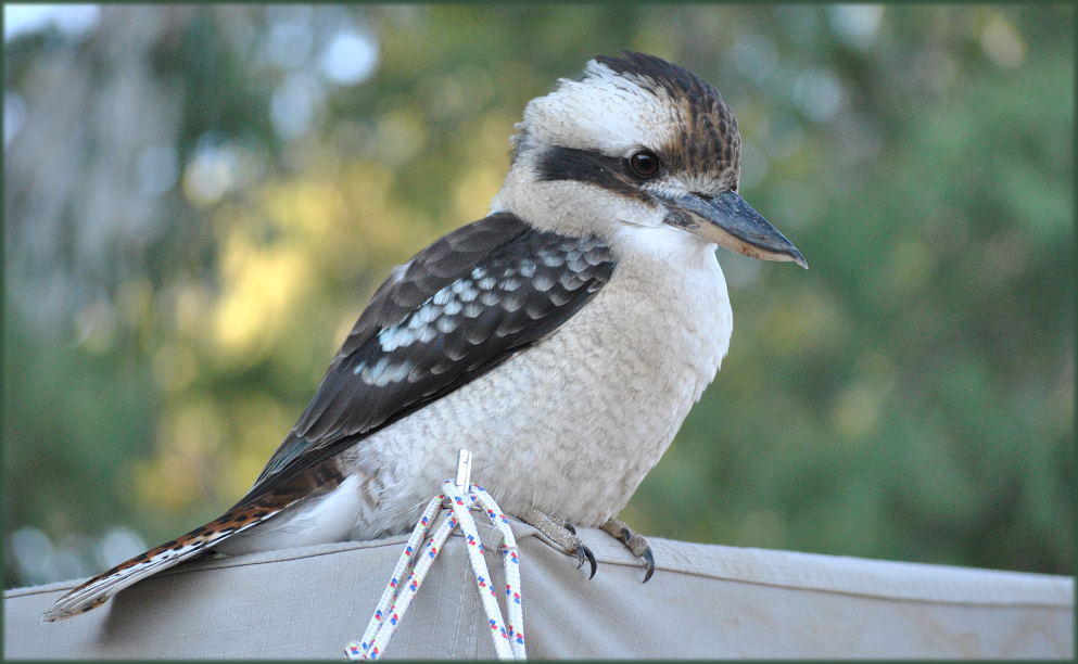 kookaburra