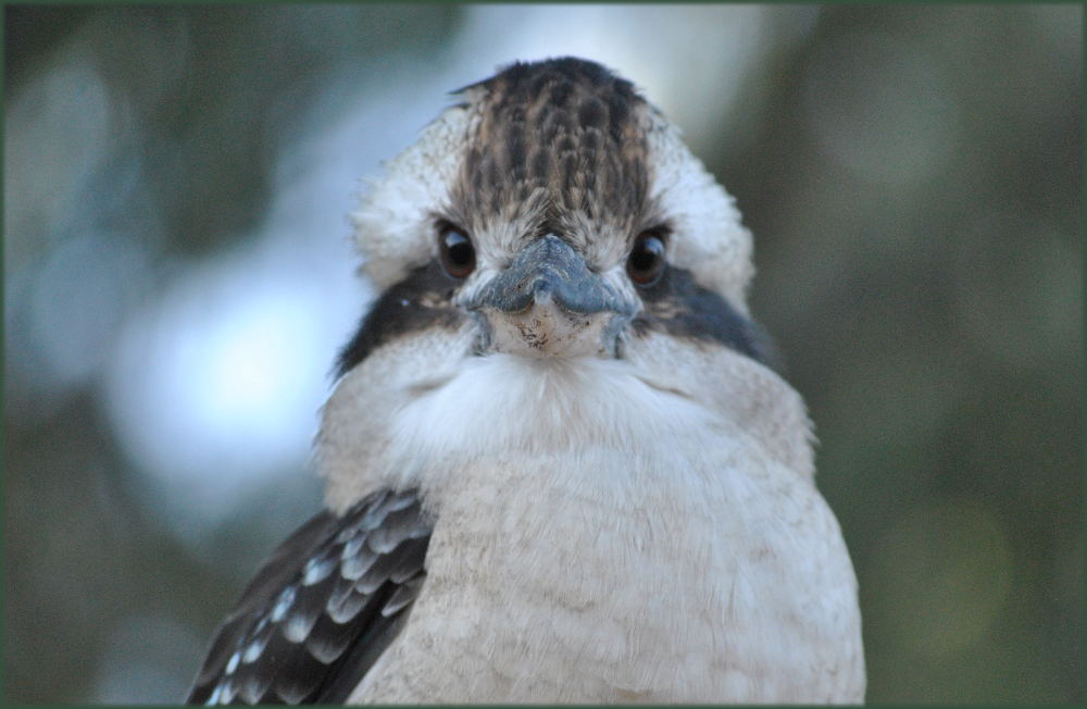 kookaburra4