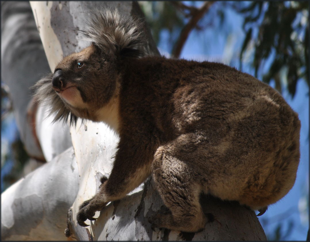 koala_carters_beach
