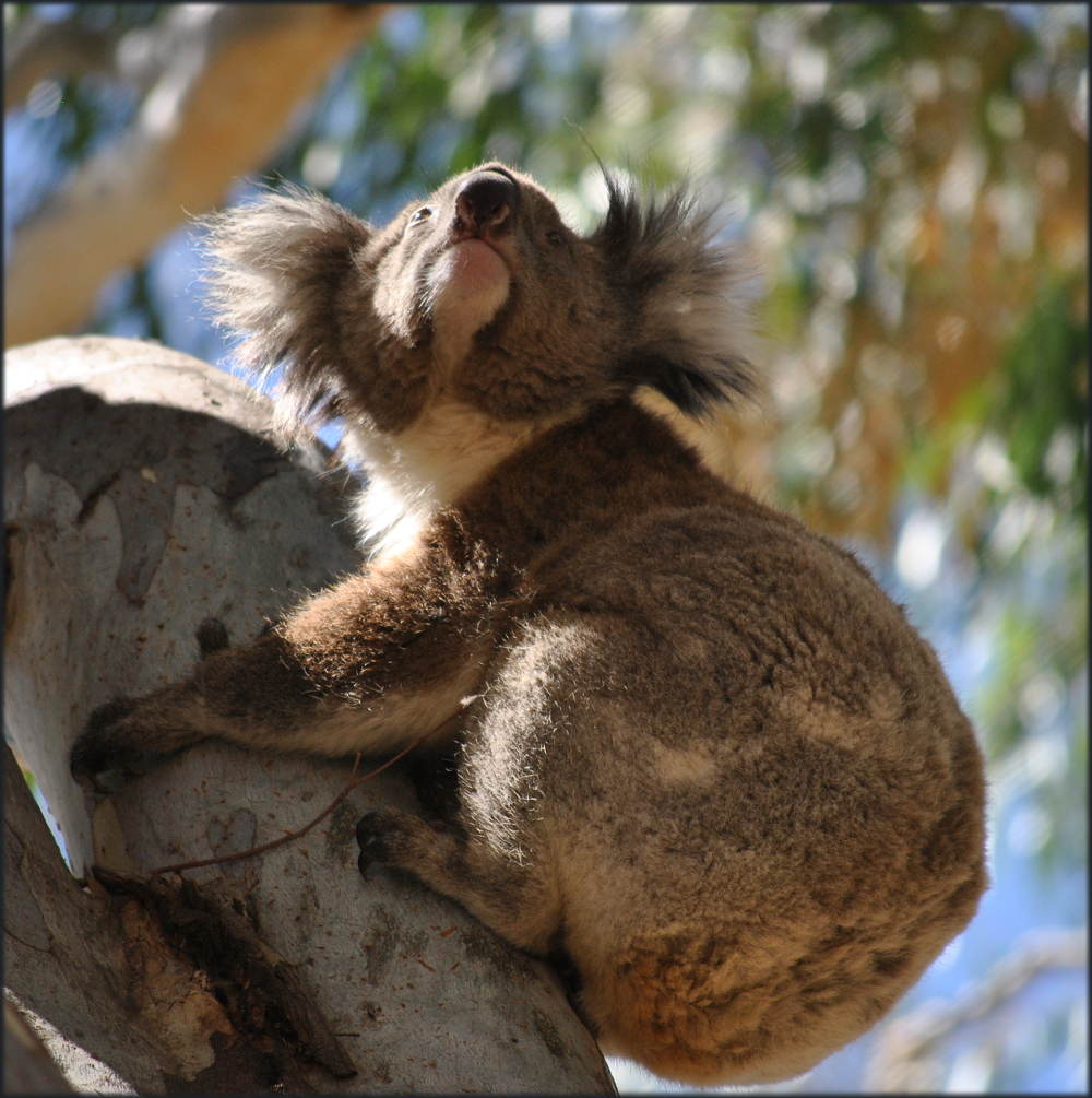 koala_carters_beach2
