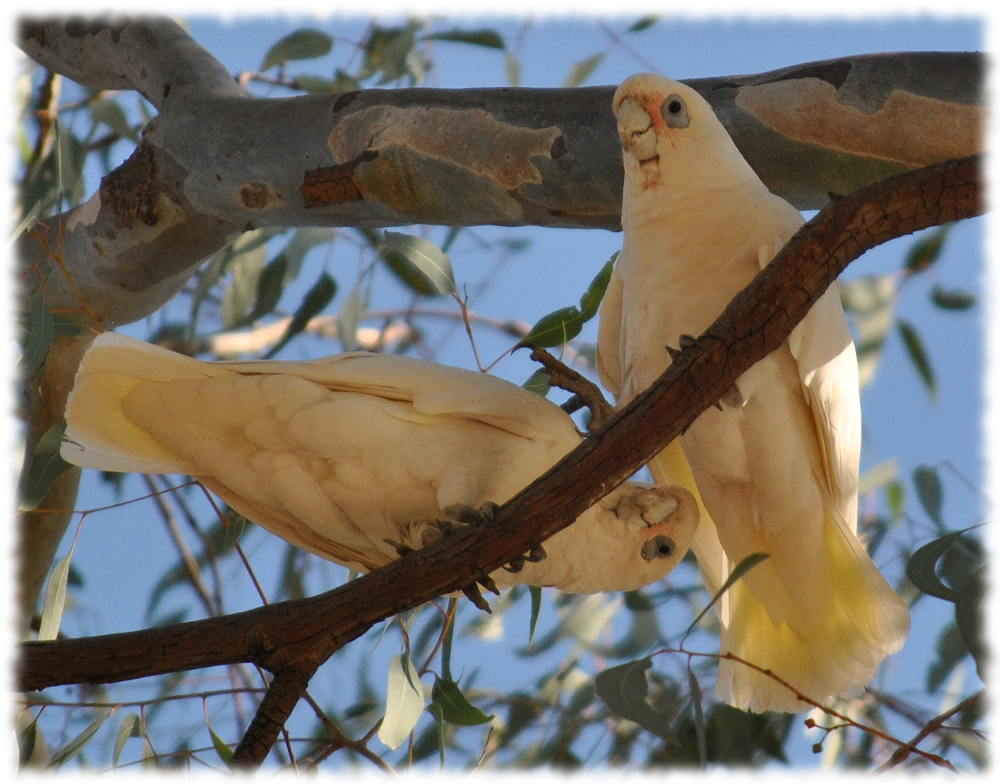 corella