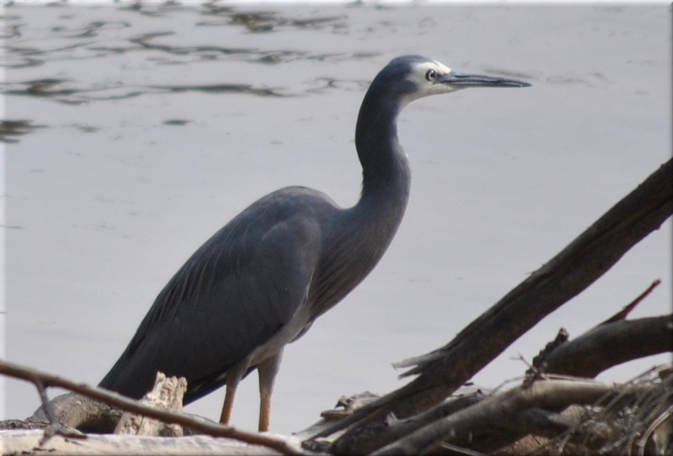 heron1