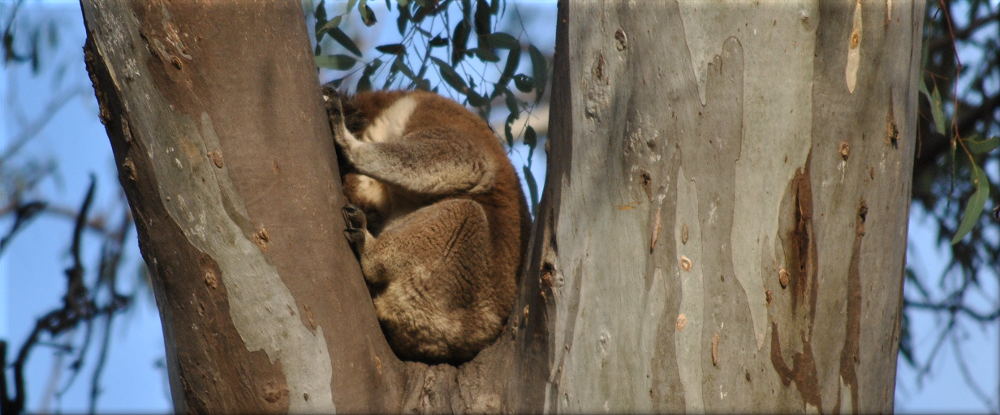 koalatree