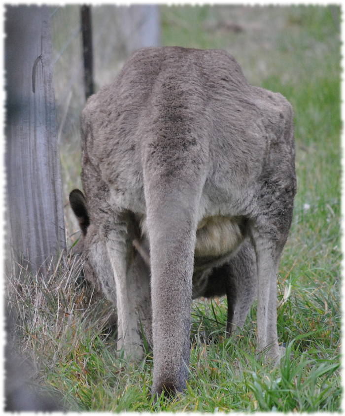 oldkangaroo