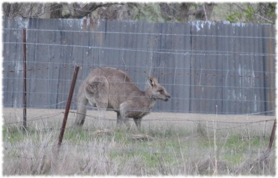 oldkangaroo4
