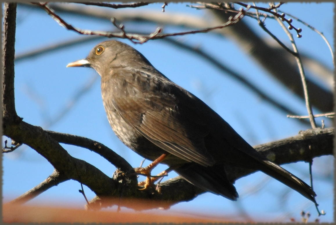 Blackbird_female