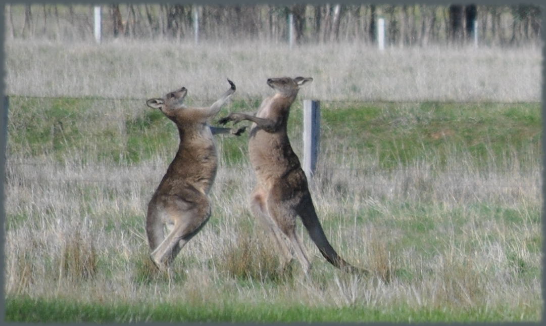 boxing_kangaroos