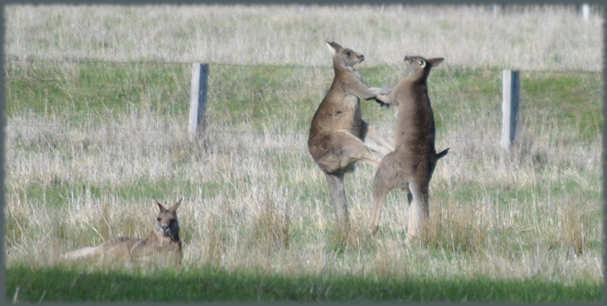 boxing_kangaroos2