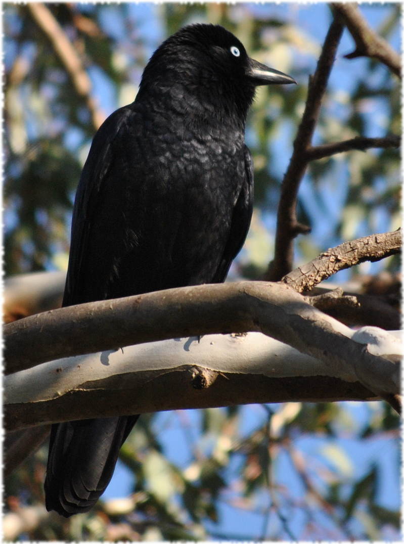 crow
