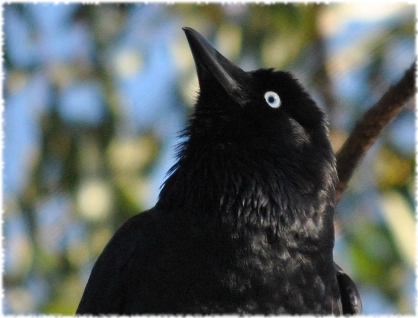 crow_portrait