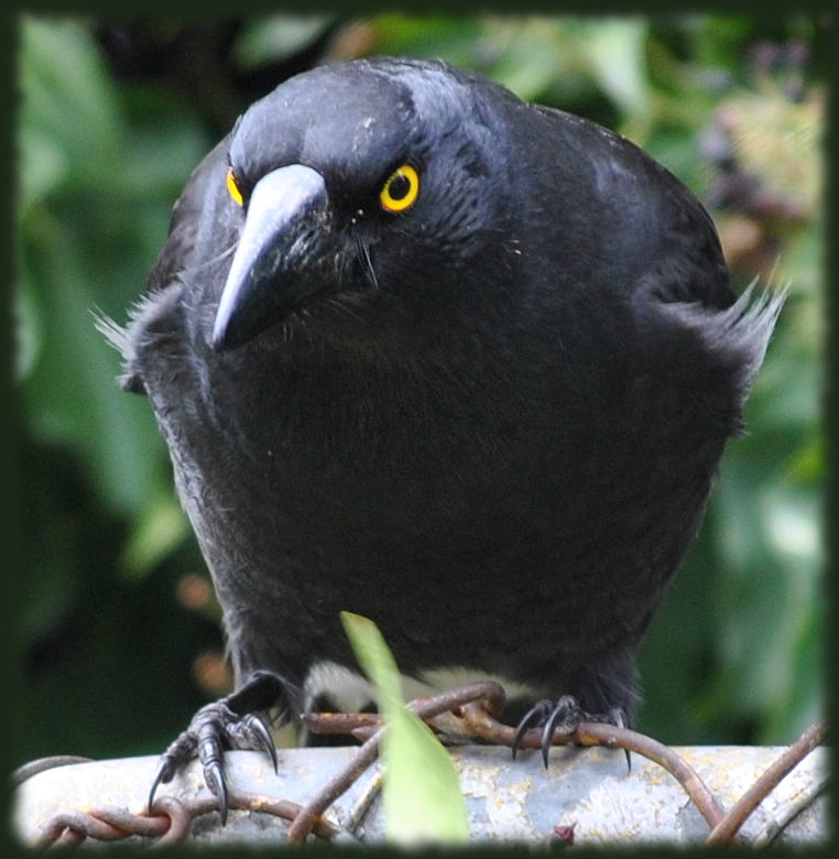 currawong4