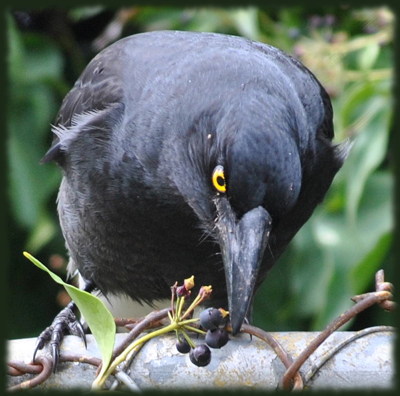 currawong5