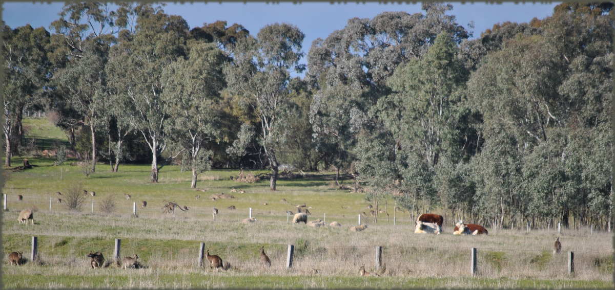 cows_kangaroos_sheep