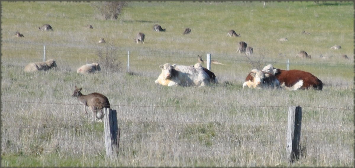 cows_kangaroos_sheep2