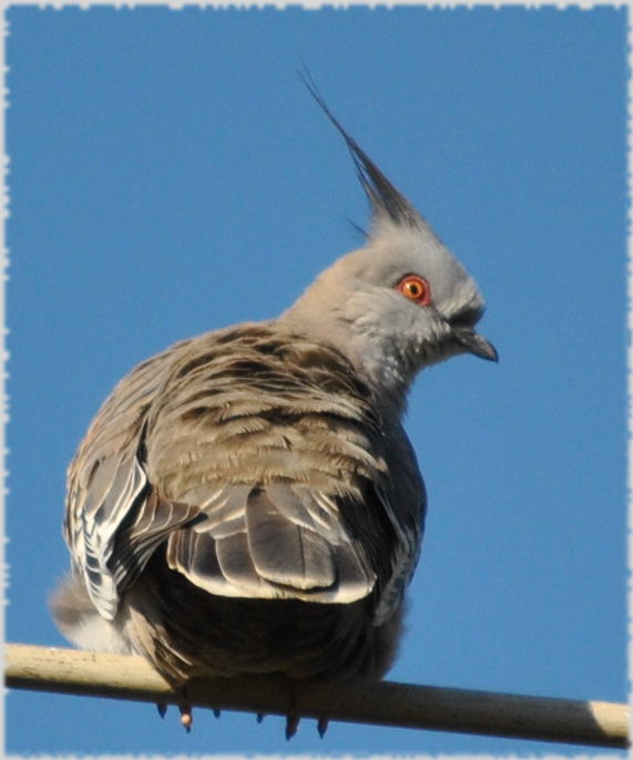 crested_pigeon4