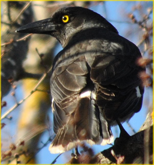 currawong