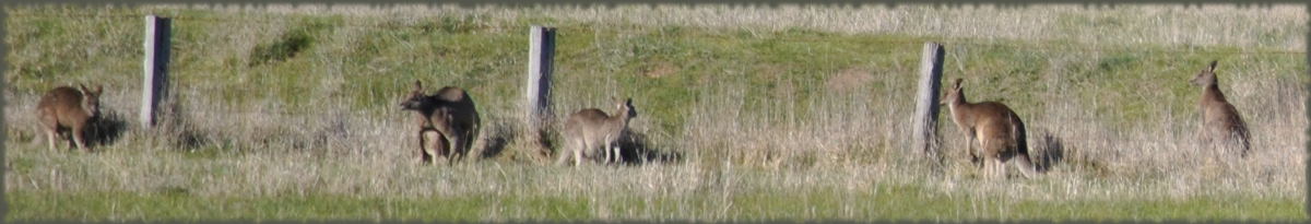 kangaroos_sheep
