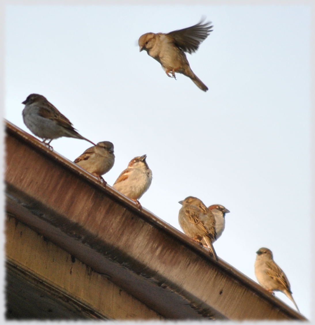 sparrows