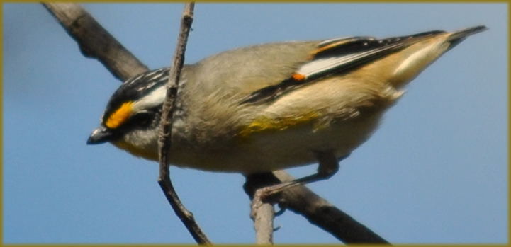 striated_pardalote