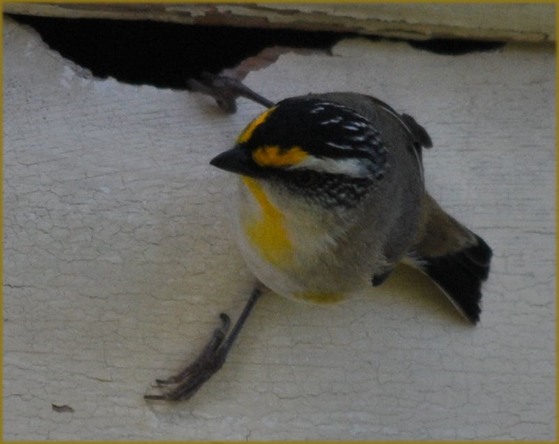 striated_pardalote3