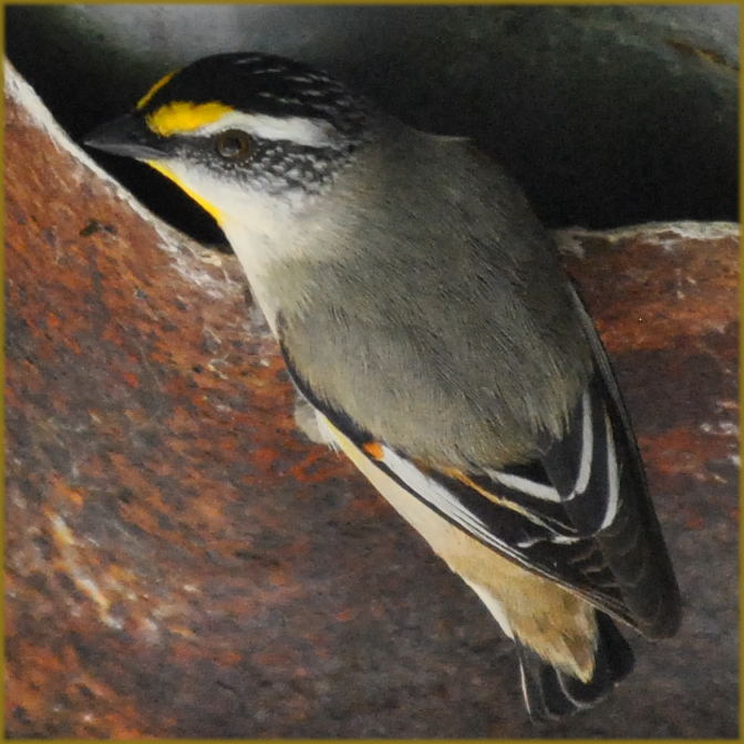striated_pardalote4