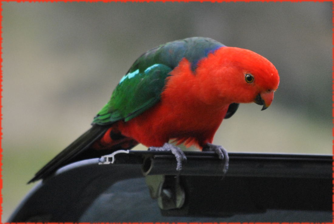 king_parrot2