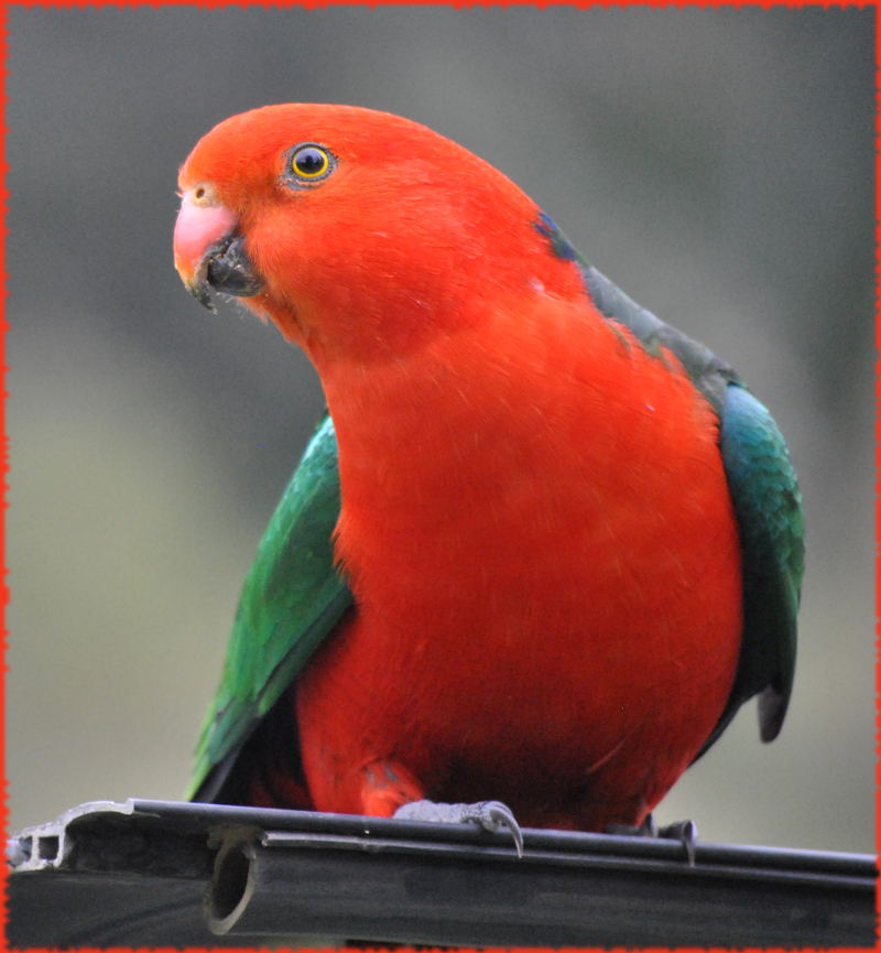 king_parrot3