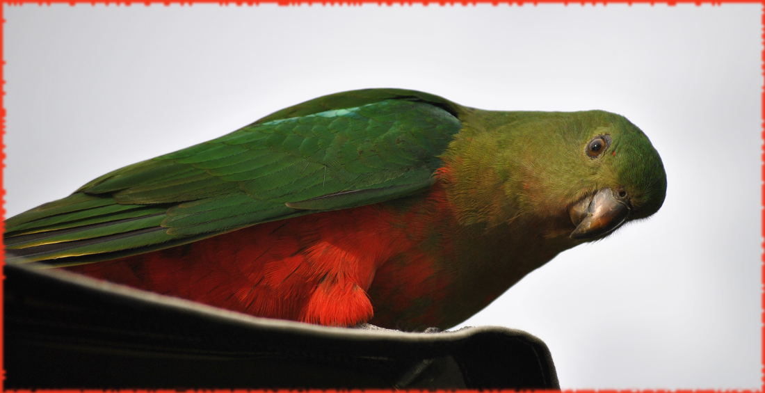 king_parrot4