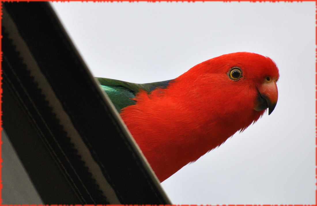 king_parrot5