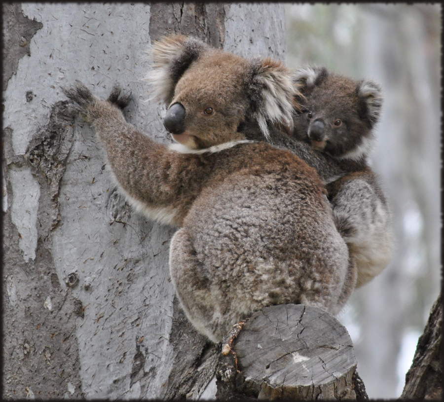koala_mum_baby
