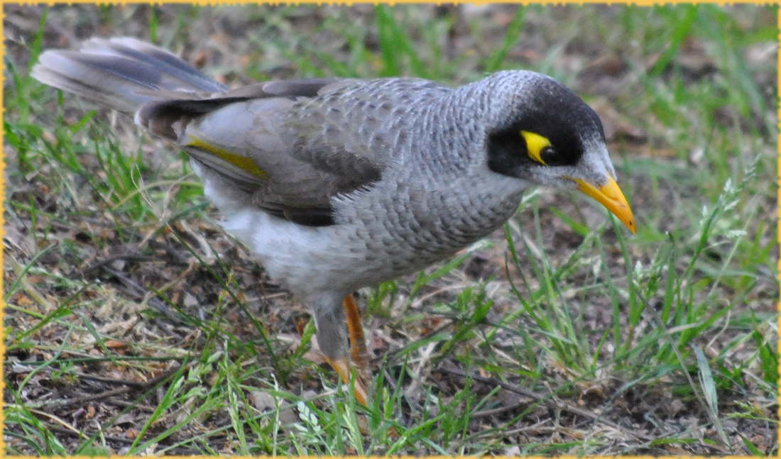 noisy_miner