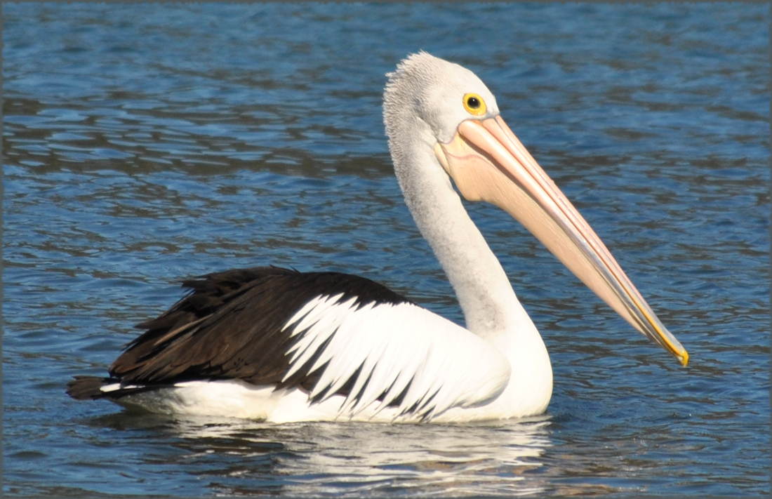 pelican