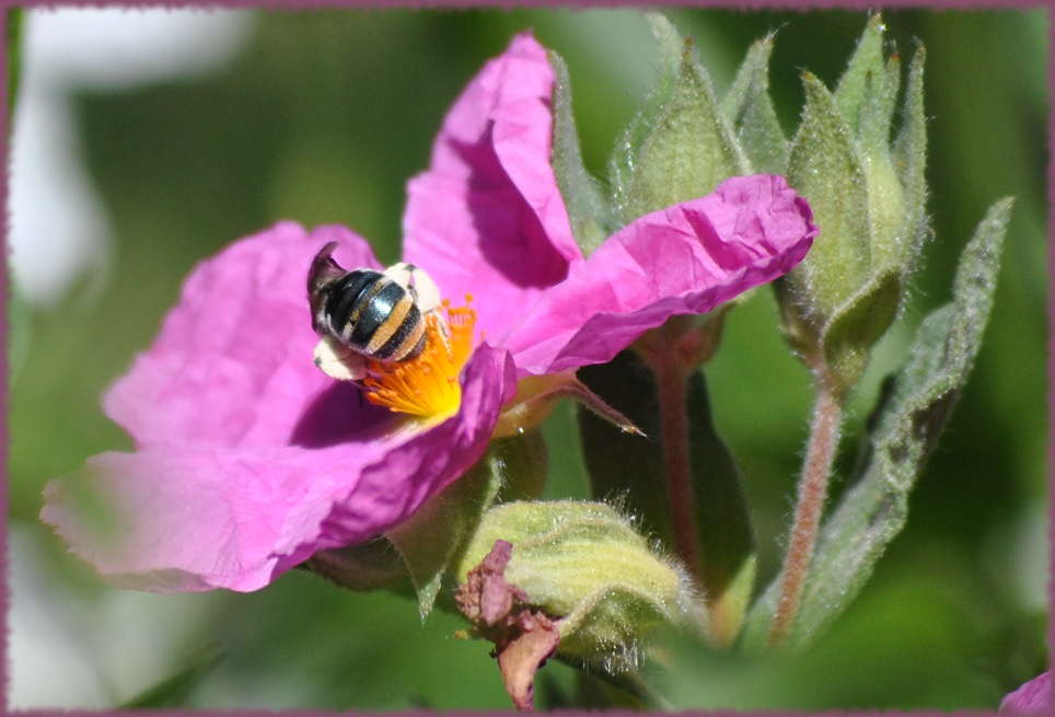 cistus_bee