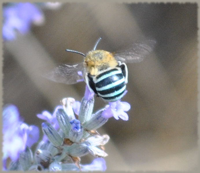 bluebandedbee