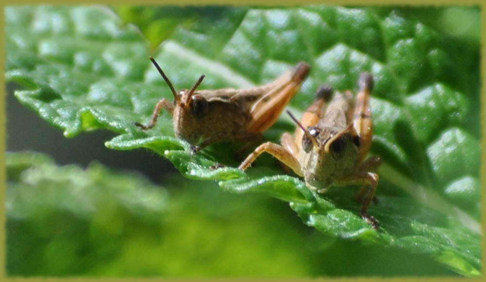 grasshoppers2