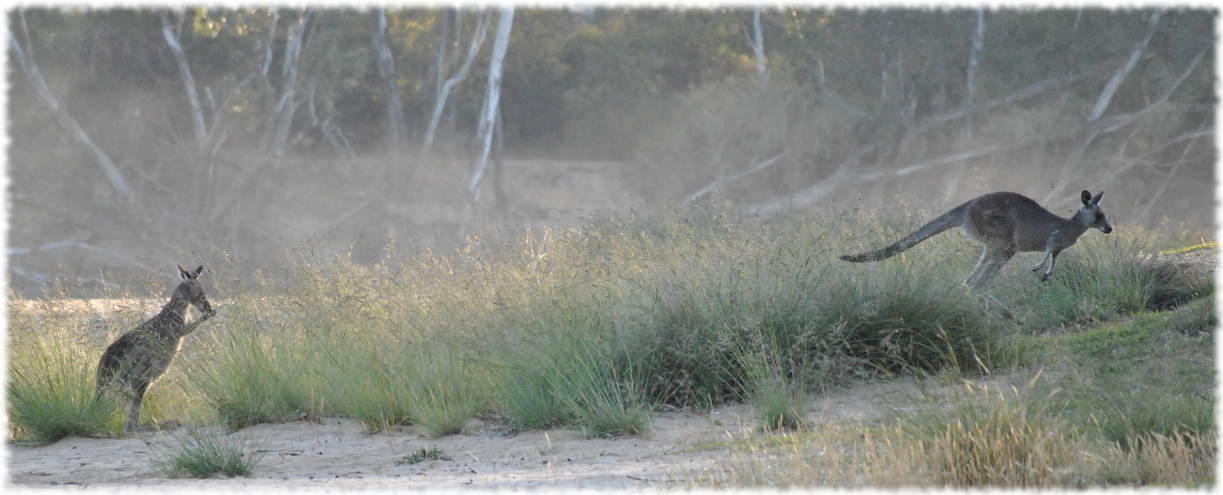 kangaroos_beach3a