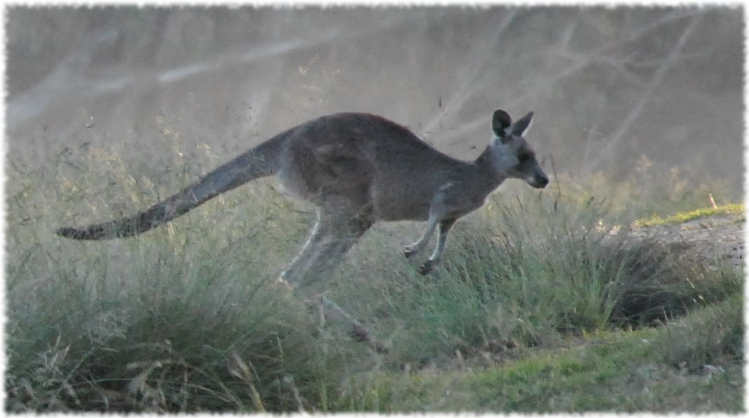 kangaroos_beach4