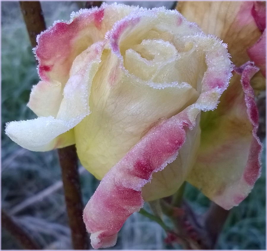 frozen_flower