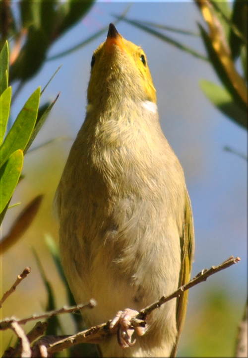 honeyeater2