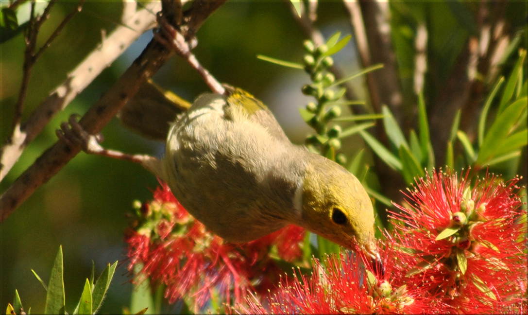 honeyeater5