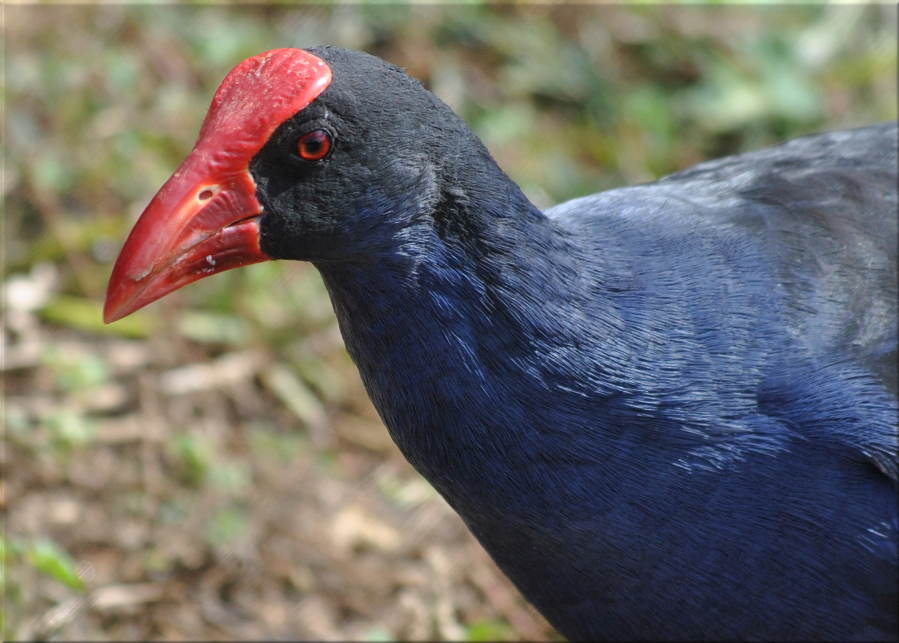 moorhen