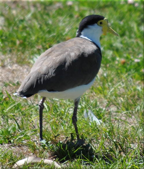 plover