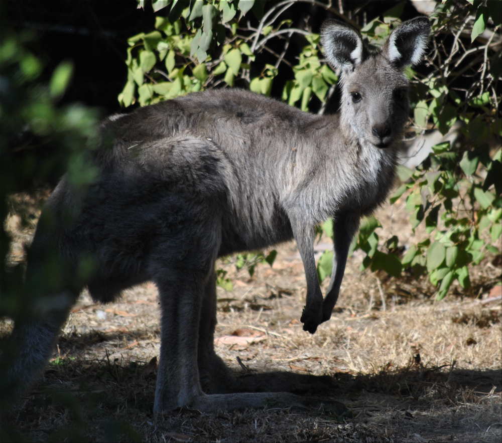 kangaroo1