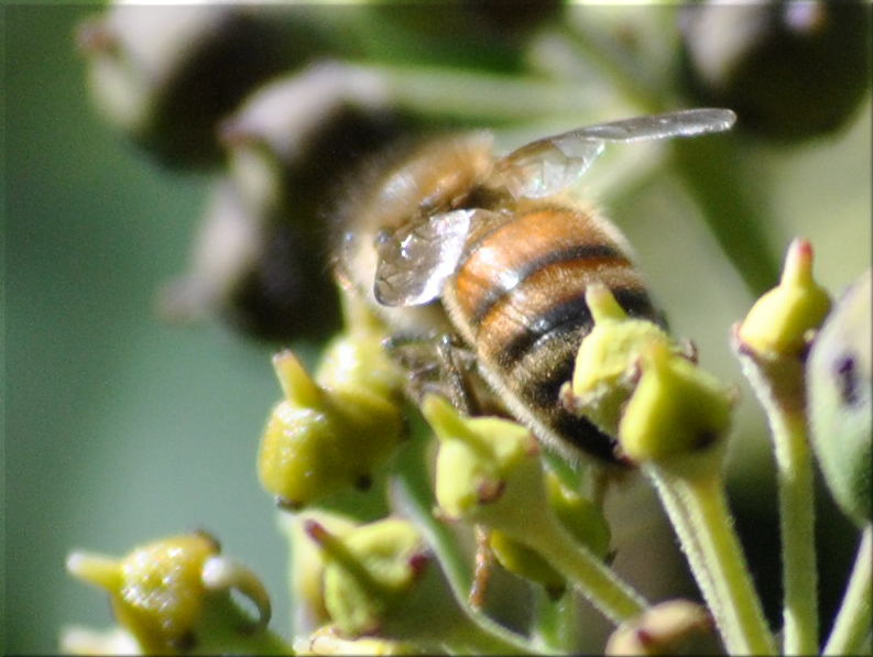 bee_ivy