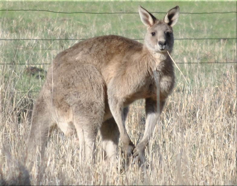 kangaroo_grass2